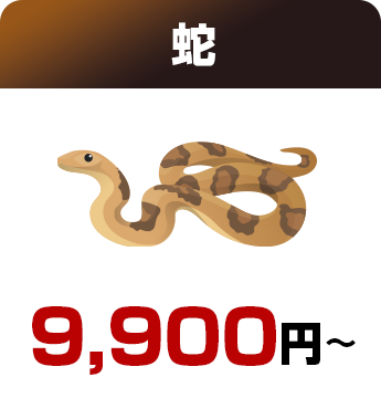 蛇9,900円～